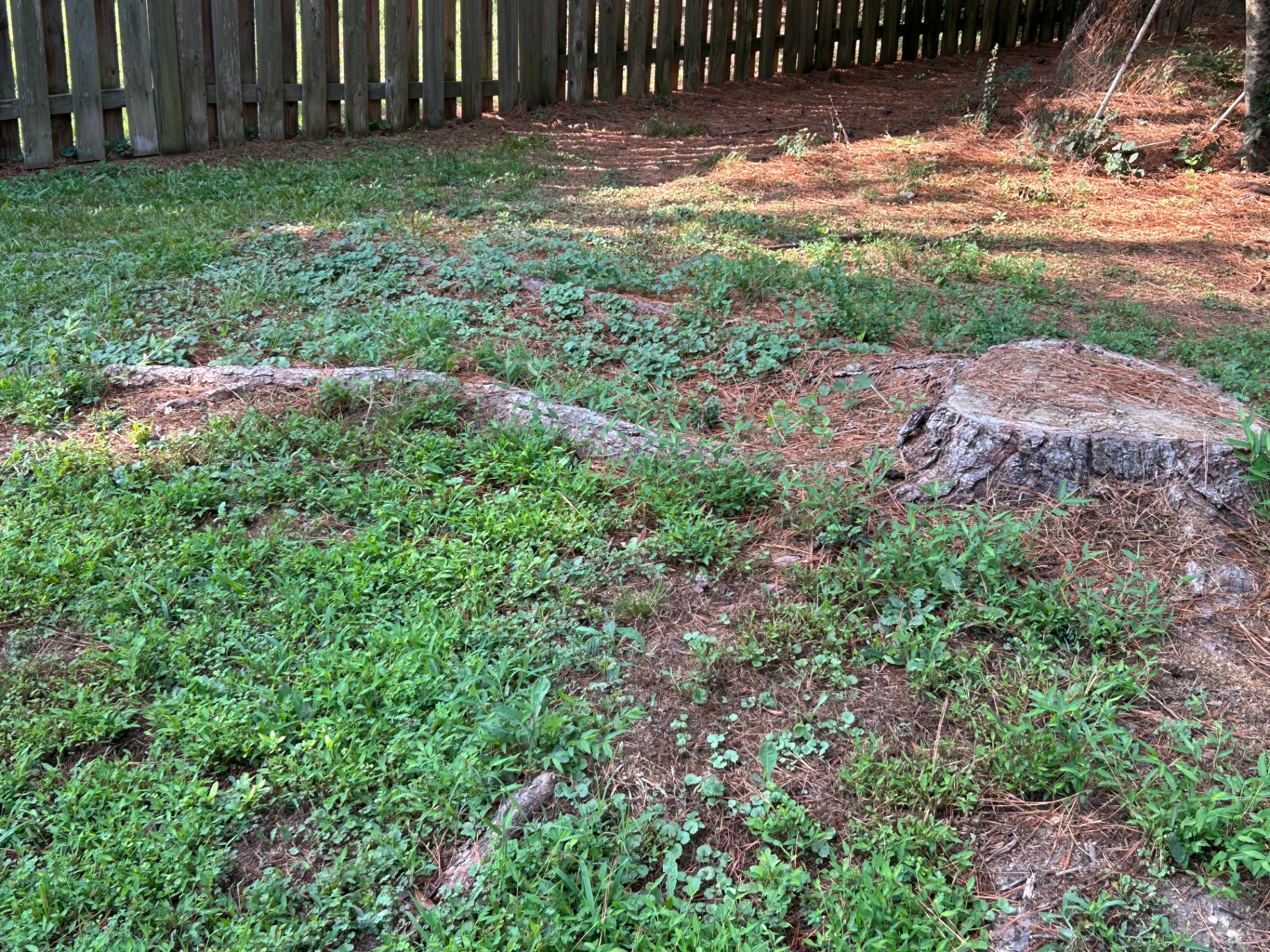 Yard with stump before grinding