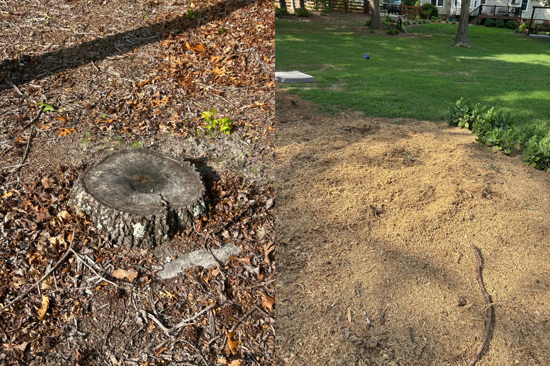 Before and after: stump surrounded by pine straw, then a smooth bed of fresh wood grindings next to the lawn