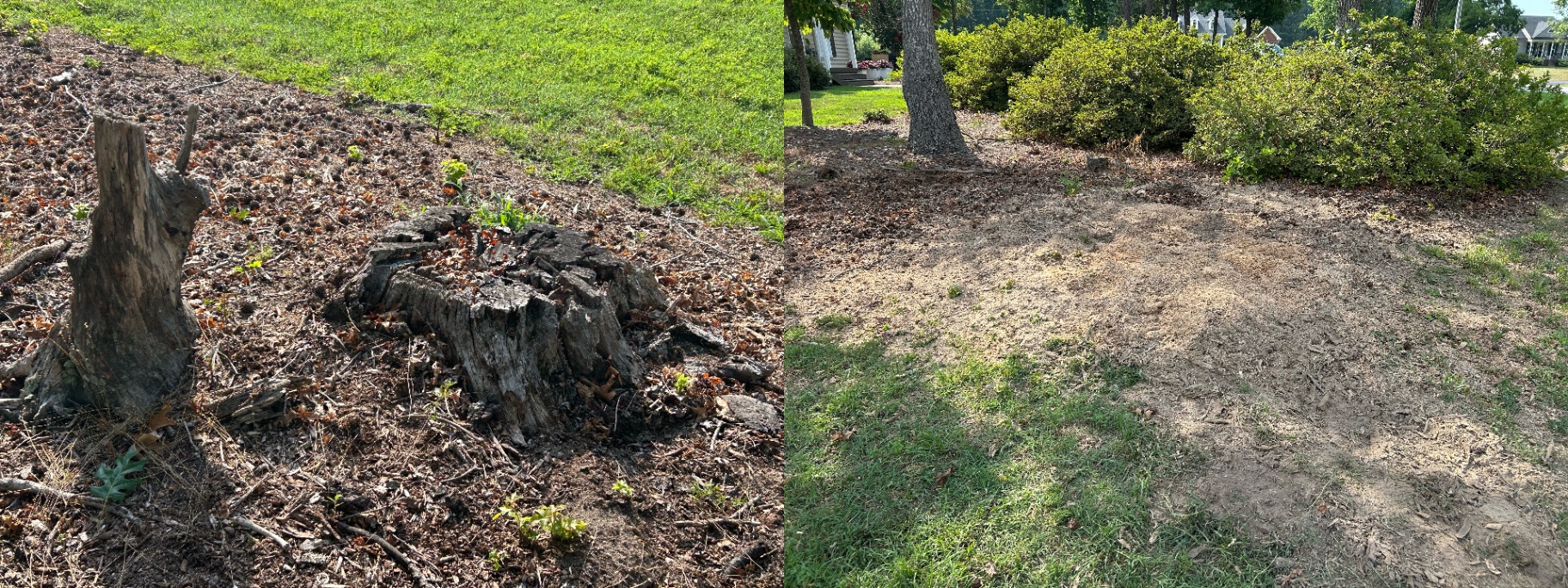Before and after: two weathered stumps in a mulch bed, then a cleared, level area beside the shrubs