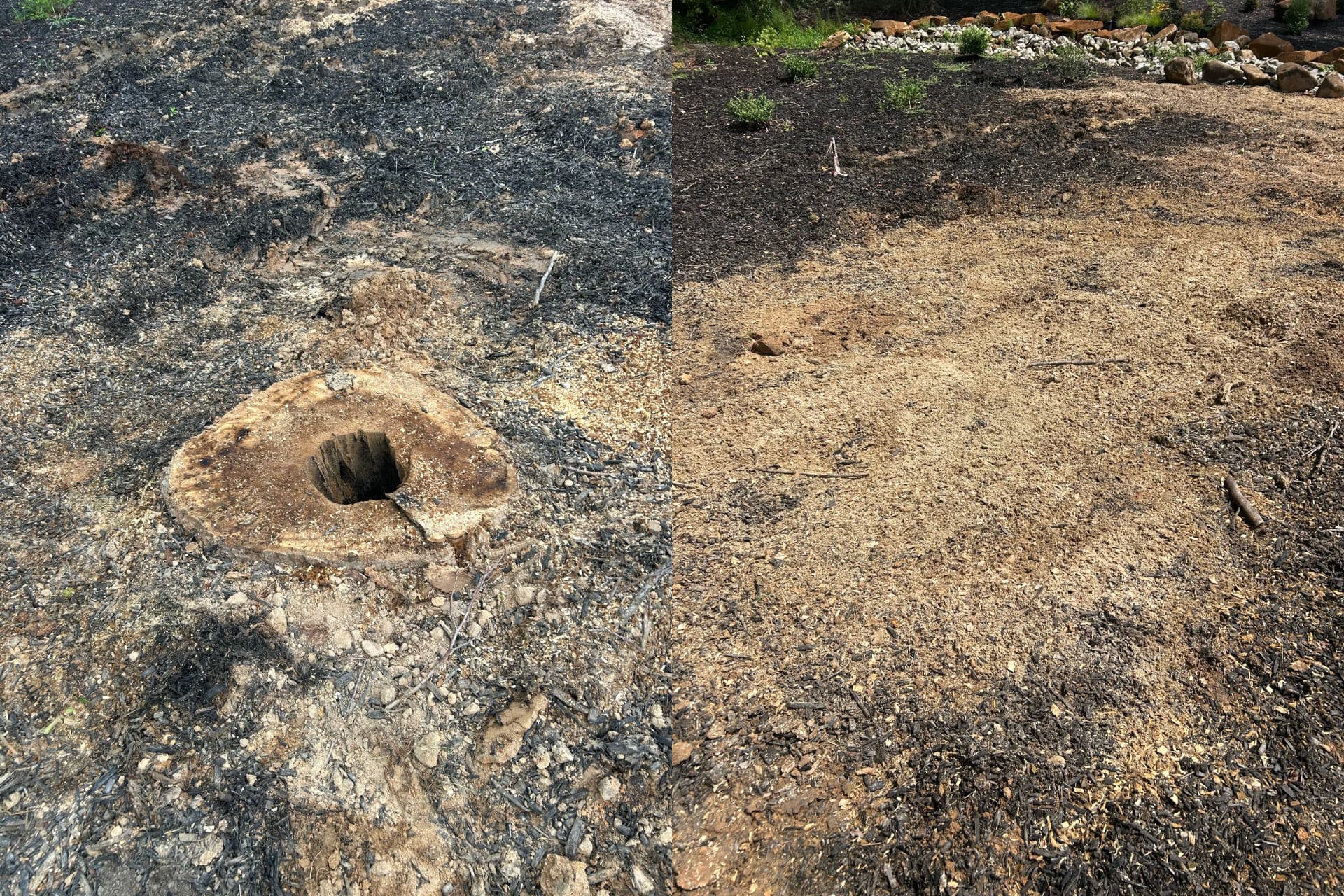 Before and after: hollow stump in a burned clearing, then chips raked level across the area