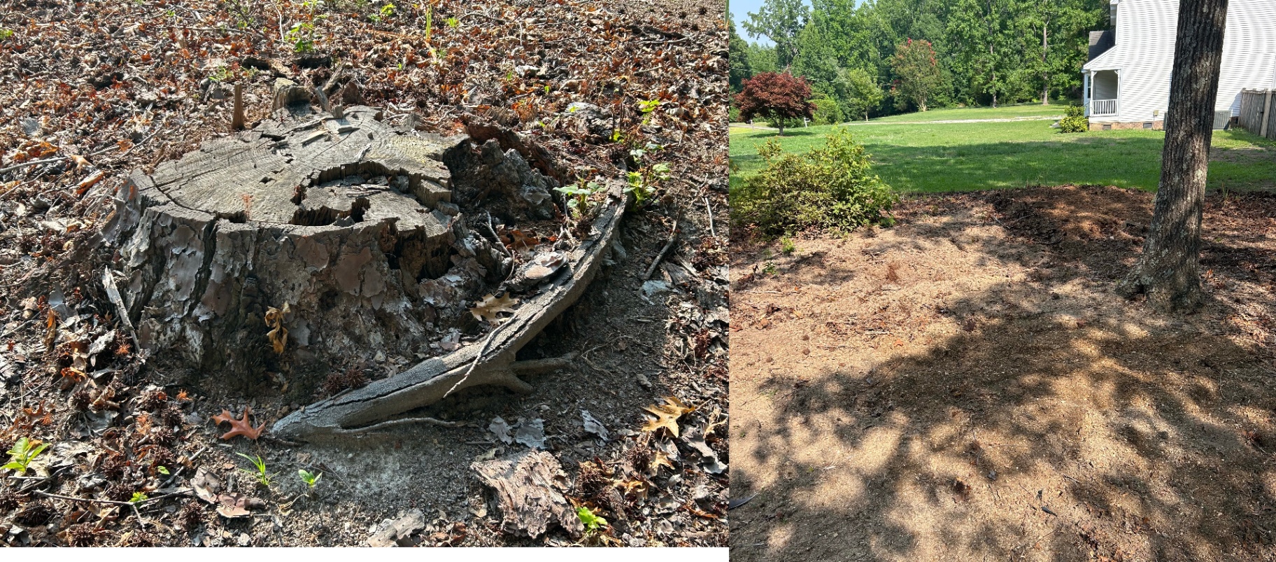 Before and after: split, decaying stump under trees, then bare level ground at the base of the tree line