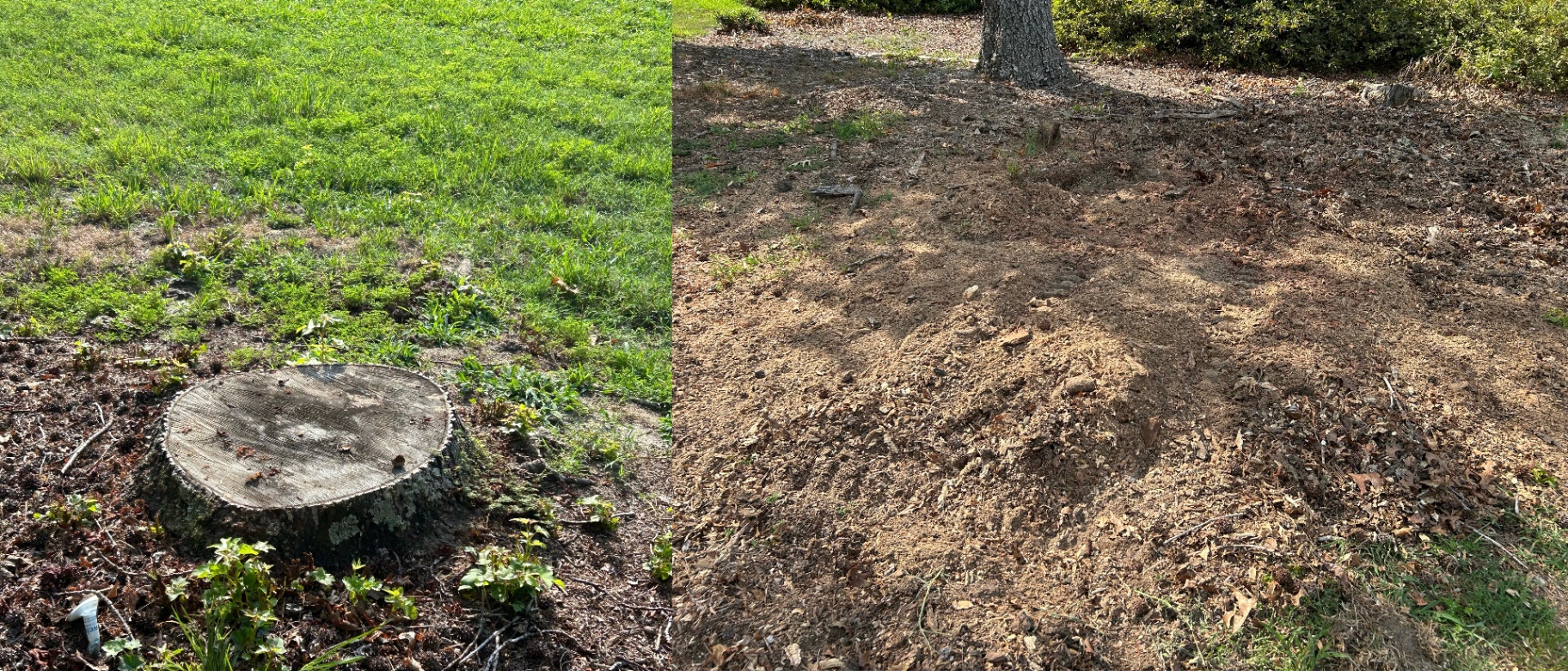 Before and after: wide flat-cut stump in a lawn, then a mound of wood chips where the stump was ground out