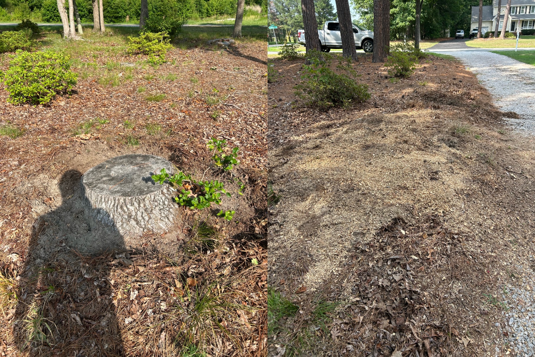 Before and after: stump in a mulched front bed near the driveway, then a level strip of grindings along the drive